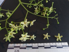 Flindersia bourjotiana