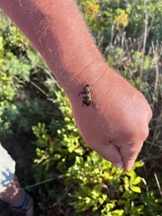 Nicrophorus tomentosus