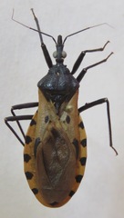 Triatoma dimidiata