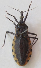 Triatoma dimidiata