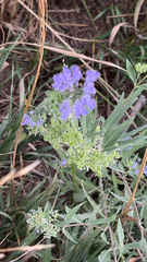 Hydrophylloideae