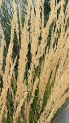 Calamagrostis epigejos