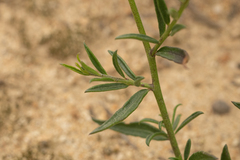 Monnina philippiana