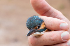 Alcedo atthis ispida