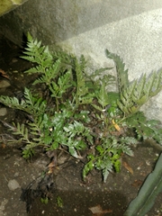 Asplenium adiantum-nigrum