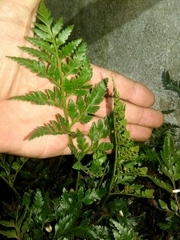 Asplenium adiantum-nigrum