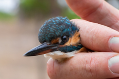 Alcedo atthis ispida