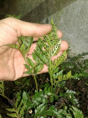 Asplenium adiantum-nigrum