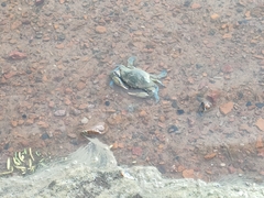 Callinectes arcuatus