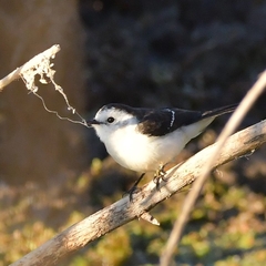 Fluvicola albiventer