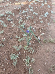 Tradescantia occidentalis