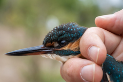 Alcedo atthis ispida