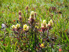 Castilleja occidentalis