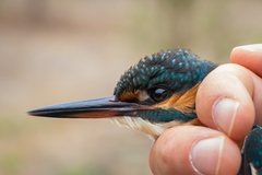 Alcedo atthis ispida