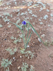 Tradescantia occidentalis