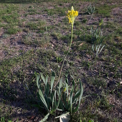 Bulbine narcissifolia
