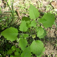 Physalis cinerascens