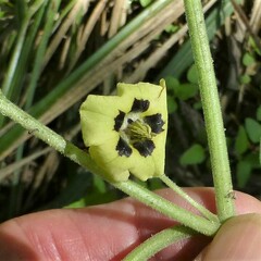 Physalis cinerascens