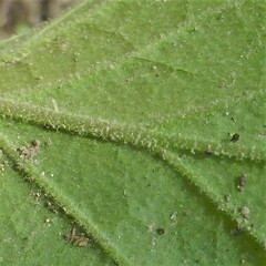 Physalis cinerascens