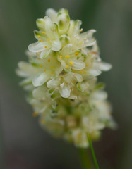 Lomandra