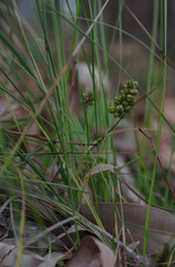 Lomandra
