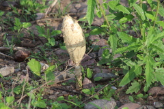 Podaxis