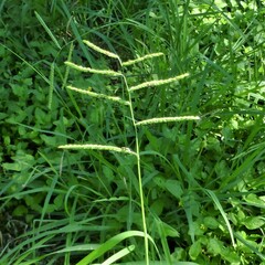 Paspalum dilatatum