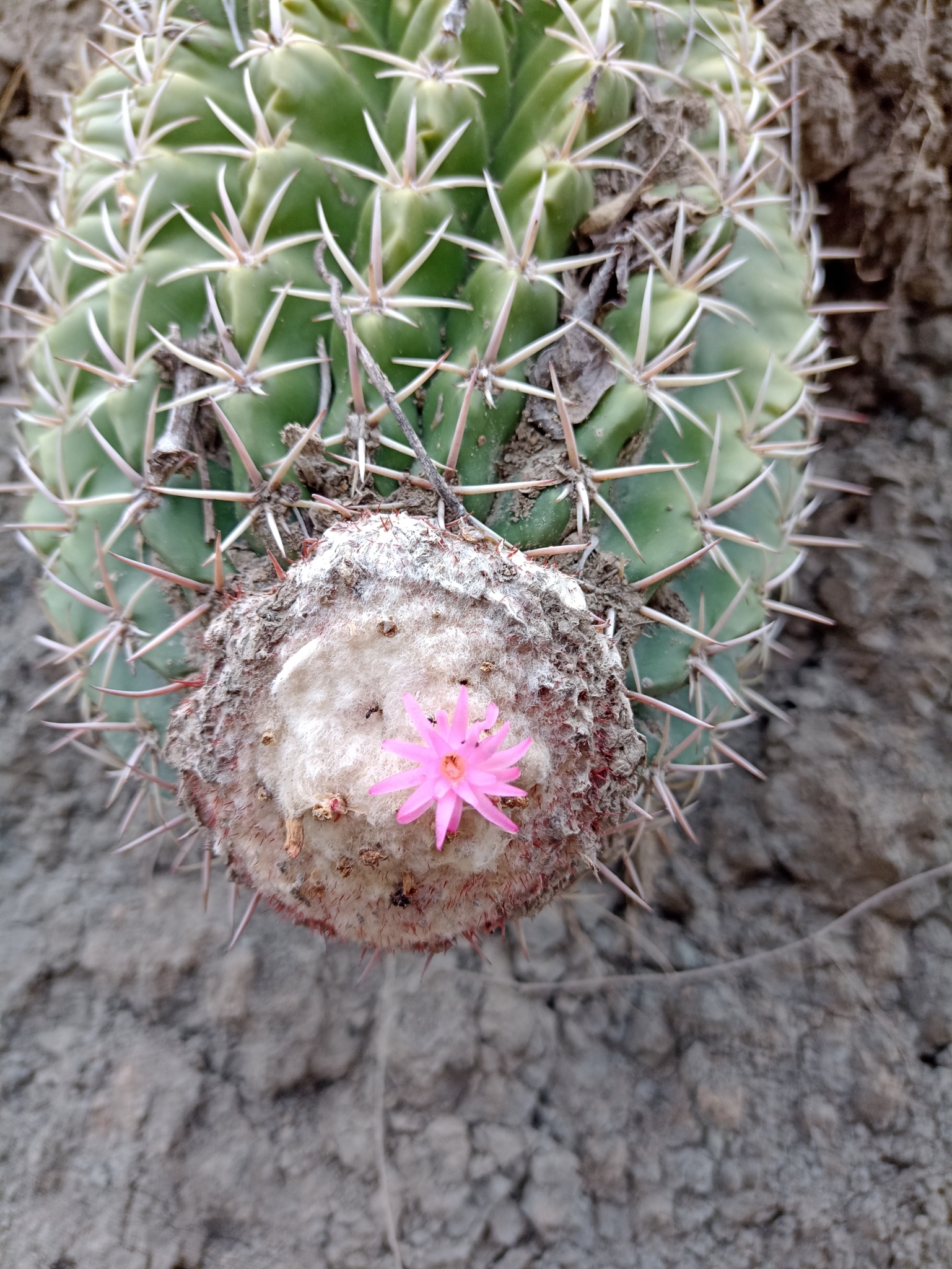 Melocactus curvispinus | Botanico Hub