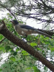 Aphelocoma ultramarina