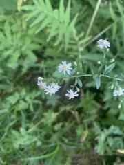 Symphyotrichum lateriflorum