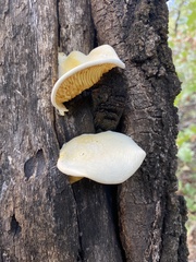 Pleurotus