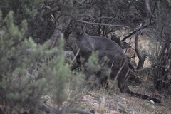 Osphranter robustus robustus