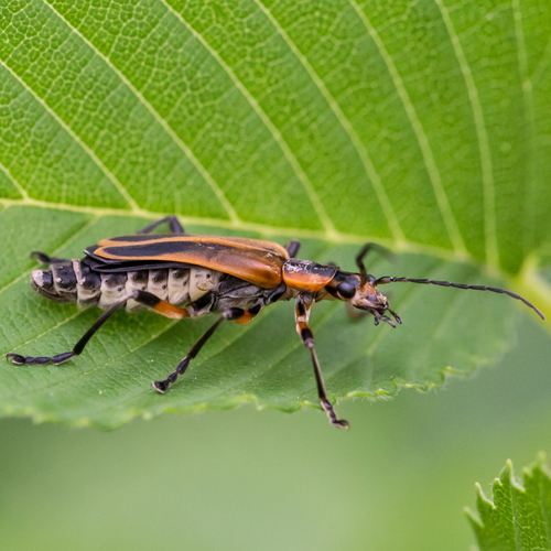 Margined Leatherwing Beetle photo 4
