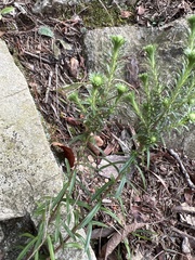 Ionactis linariifolia