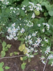 Symphyotrichum lateriflorum