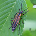 Chauliognathus marginatus - Photo (c) Bill Keim, osa oikeuksista pidätetään (CC BY)