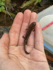 Dicamptodon tenebrosus
