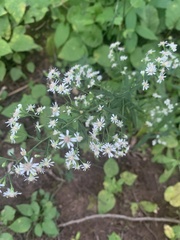 Symphyotrichum lateriflorum