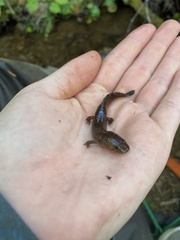 Dicamptodon tenebrosus