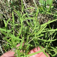 Pombalia verticillata