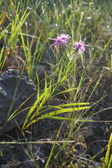 Liatris cylindracea