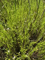 Symphyotrichum subulatum