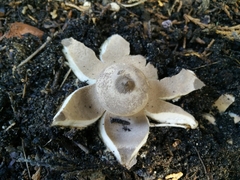 Geastrum striatum