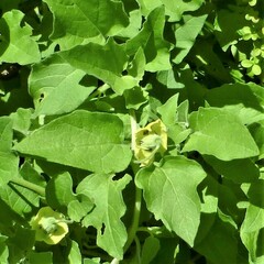 Physalis mollis