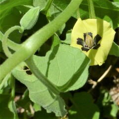 Physalis mollis