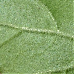 Physalis mollis