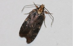 Agonopterix liturosa