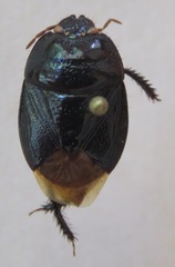 Cydnidae
