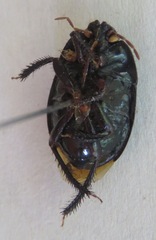 Cydnidae