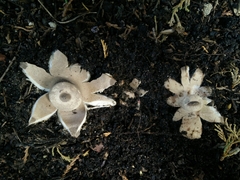 Geastrum striatum